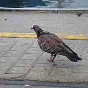 "Speckled Pigeon" Cape Town, South Africa